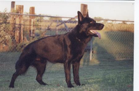 As experienced knowledgeable Importers and Breeders of German Shepherds no one can offer the quality and selection of top dogs from our many breeder friends in Germany as we can.